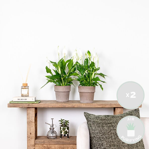 BLOOMIQUE - Lot de 2 - Spathiphyllum - Lys de la paix - Plantes d’intérieur - H. 30-40 cm - P. 12 cm - large