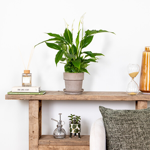 BLOOMIQUE - Lot de 2 - Spathiphyllum - Lys de la paix - Plantes d’intérieur - H. 30-40 cm - P. 12 cm - large