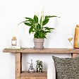 BLOOMIQUE - Lot de 2 - Spathiphyllum - Lys de la paix - Plantes d’intérieur - H. 30-40 cm - P. 12 cm - vignette