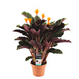 BLOOMIQUE - Calathea Crocata - Flamme éternelle - Plantes d’intérieur - Dépolluante - H. 40-50 cm - P. 14 cm - vignette