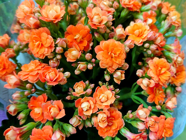 BLOOMIQUE - Lot de 6 - Kalanchoé - Fleurs oranges - Plante d'extérieur et d'intérieur - H. 15-25 cm - P. 12 cm - large