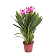 BLOOMIQUE - Curcuma Siam - Curcuma ornemental - Plante d’intérieur - Dépolluante - H. 40-50 cm - P. 14 cm - vignette