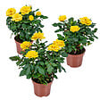 BLOOMIQUE - Lot de 3 - Rosier Nain Jaune - Plantes d’intérieur & extérieur - H. 20-30 cm - P. 12 cm - vignette