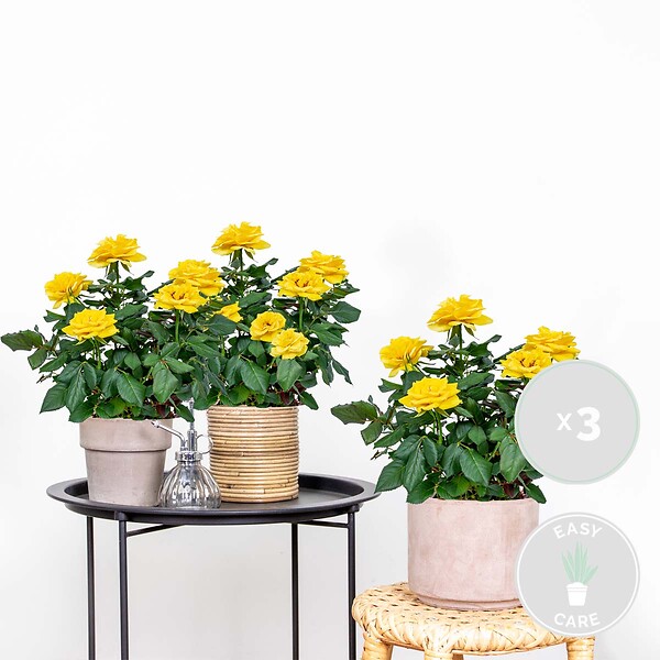 BLOOMIQUE - Lot de 3 - Rosier Nain Jaune - Plantes d’intérieur & extérieur - H. 20-30 cm - P. 12 cm - large