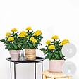 BLOOMIQUE - Lot de 3 - Rosier Nain Jaune - Plantes d’intérieur & extérieur - H. 20-30 cm - P. 12 cm - vignette