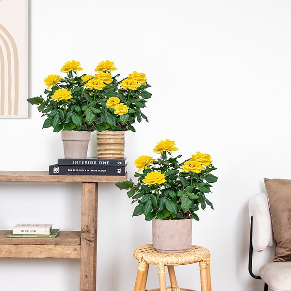 BLOOMIQUE - Lot de 3 - Rosier Nain Jaune - Plantes d’intérieur & extérieur - H. 20-30 cm - P. 12 cm - large