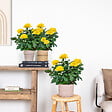 BLOOMIQUE - Lot de 3 - Rosier Nain Jaune - Plantes d’intérieur & extérieur - H. 20-30 cm - P. 12 cm - vignette