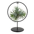 BLOOMIQUE - Tillandsia Magic Ball en anneau - Plante aérienne - Plante d’intérieur - Très facile d’entretien - vignette