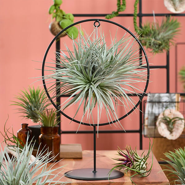 BLOOMIQUE - Tillandsia Magic Ball en anneau - Plante aérienne - Plante d’intérieur - Très facile d’entretien - large