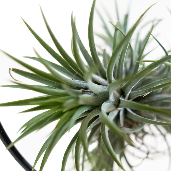 BLOOMIQUE - Tillandsia Magic Ball en anneau - Plante aérienne - Plante d’intérieur - Très facile d’entretien - large