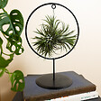 BLOOMIQUE - Tillandsia Magic Ball en anneau - Plante aérienne - Plante d’intérieur - Très facile d’entretien - vignette