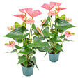 BLOOMIQUE - Lot de 2 - Anthurium - Flamant rose - Rose - Plante d’intérieur - H. 30-40 cm - P. 12 cm - vignette