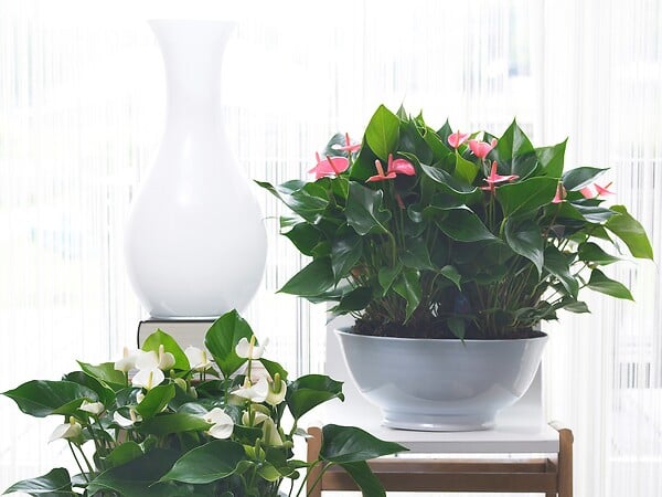 BLOOMIQUE - Lot de 2 - Anthurium - Flamant rose - Rose - Plante d’intérieur - H. 30-40 cm - P. 12 cm - large