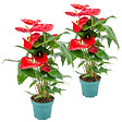 BLOOMIQUE - Lot de 2 - Anthurium - Flamant rose - Rouge - Plante d’intérieur - H. 30-40 cm - P. 12 cm - vignette