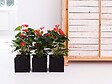 BLOOMIQUE - Lot de 2 - Anthurium - Flamant rose - Rouge - Plante d’intérieur - H. 30-40 cm - P. 12 cm - vignette
