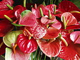 BLOOMIQUE - Lot de 2 - Anthurium - Flamant rose - Rouge - Plante d’intérieur - H. 30-40 cm - P. 12 cm - vignette