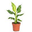 BLOOMIQUE - Strelitzia Reginae - Oiseau de paradis - Plante d’intérieur - Dépolluante - H. 30-40 cm - P. 12 cm - vignette