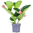 BLOOMIQUE - Medinilla magnifica 'Flamenco' - Medinilla - Plante d’intérieur - Facile d’entretien - 50-60 cm - vignette