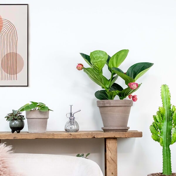 BLOOMIQUE - Medinilla magnifica 'Flamenco' - Medinilla - Plante d’intérieur - Facile d’entretien - 50-60 cm - large