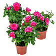 BLOOMIQUE - Lot de 3 - Rosier Nain Rose - Plantes d’intérieur & extérieur - H. 20-30 cm - P. 12 cm - vignette