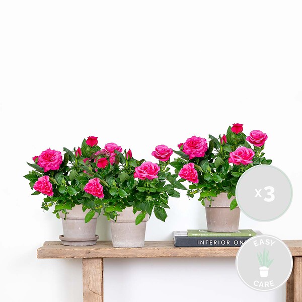 BLOOMIQUE - Lot de 3 - Rosier Nain Rose - Plantes d’intérieur & extérieur - H. 20-30 cm - P. 12 cm - large