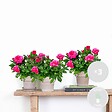 BLOOMIQUE - Lot de 3 - Rosier Nain Rose - Plantes d’intérieur & extérieur - H. 20-30 cm - P. 12 cm - vignette