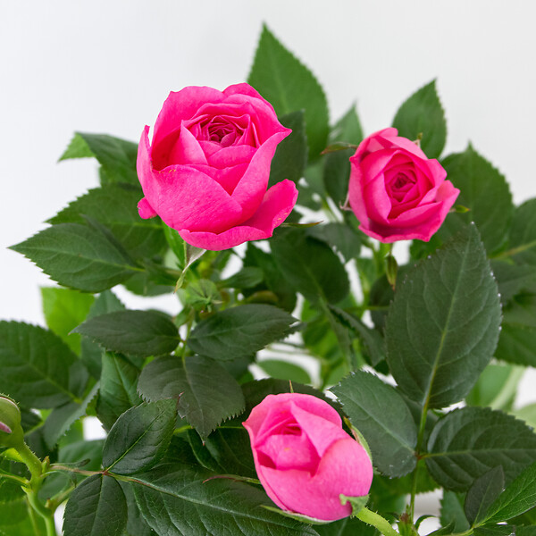 BLOOMIQUE - Lot de 3 - Rosier Nain Rose - Plantes d’intérieur & extérieur - H. 20-30 cm - P. 12 cm - large