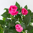 BLOOMIQUE - Lot de 3 - Rosier Nain Rose - Plantes d’intérieur & extérieur - H. 20-30 cm - P. 12 cm - vignette