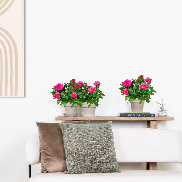 BLOOMIQUE - Lot de 3 - Rosier Nain Rose - Plantes d’intérieur & extérieur - H. 20-30 cm - P. 12 cm - large