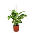 BLOOMIQUE - Spathiphyllum - Lys de la paix - Plante d’intérieur - Dépolluante - Hauteur 60-80 cm - Pot 17 cm - vignette