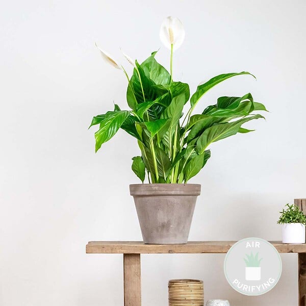 BLOOMIQUE - Spathiphyllum - Lys de la paix - Plante d’intérieur - Dépolluante - Hauteur 60-80 cm - Pot 17 cm - large