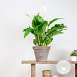 BLOOMIQUE - Spathiphyllum - Lys de la paix - Plante d’intérieur - Dépolluante - Hauteur 60-80 cm - Pot 17 cm - vignette