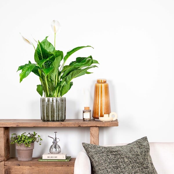 BLOOMIQUE - Spathiphyllum - Lys de la paix - Plante d’intérieur - Dépolluante - Hauteur 60-80 cm - Pot 17 cm - large