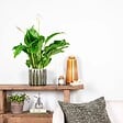 BLOOMIQUE - Spathiphyllum - Lys de la paix - Plante d’intérieur - Dépolluante - Hauteur 60-80 cm - Pot 17 cm - vignette