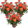 BLOOMIQUE - Lot de 3 - Rosa bling Corsica Star - Rosier en pot - Fleurs oranges - H. 20-30 cm - P. 12 cm - vignette