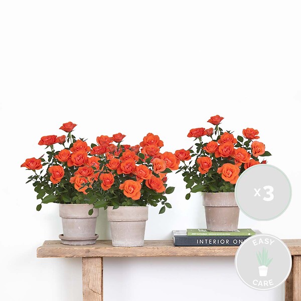 BLOOMIQUE - Lot de 3 - Rosa bling Corsica Star - Rosier en pot - Fleurs oranges - H. 20-30 cm - P. 12 cm - large