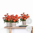 BLOOMIQUE - Lot de 3 - Rosa bling Corsica Star - Rosier en pot - Fleurs oranges - H. 20-30 cm - P. 12 cm - vignette