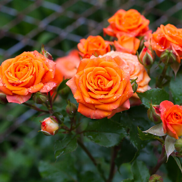 BLOOMIQUE - Lot de 3 - Rosa bling Corsica Star - Rosier en pot - Fleurs oranges - H. 20-30 cm - P. 12 cm - large