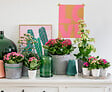 BLOOMIQUE - Lot de 3 - Kalanchoé - Fleurs roses - Plante d'extérieur et d'intérieur - H. 15-25 cm - P. 12 cm - vignette