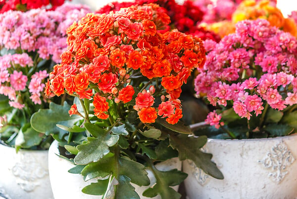BLOOMIQUE - Lot de 3 - Kalanchoé - Fleurs roses - Plante d'extérieur et d'intérieur - H. 15-25 cm - P. 12 cm - large