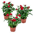 BLOOMIQUE - Lot de 3 - Rosier Nain Rouge - Plantes d’intérieur & extérieur - H. 20-30 cm - P. 12 cm - vignette