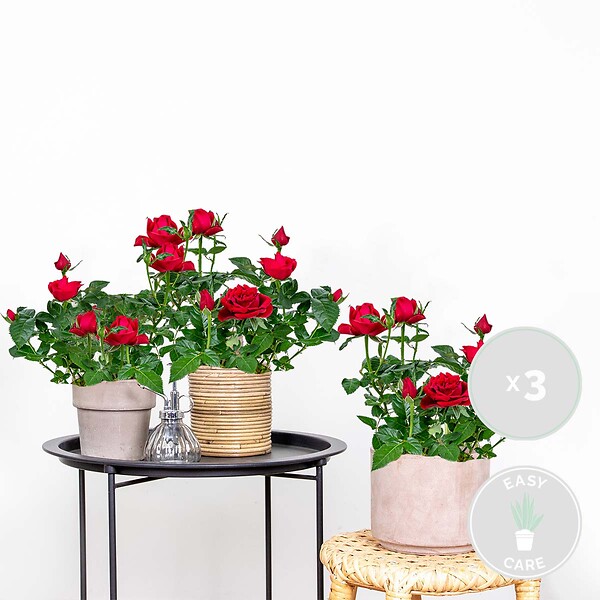 BLOOMIQUE - Lot de 3 - Rosier Nain Rouge - Plantes d’intérieur & extérieur - H. 20-30 cm - P. 12 cm - large