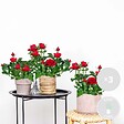 BLOOMIQUE - Lot de 3 - Rosier Nain Rouge - Plantes d’intérieur & extérieur - H. 20-30 cm - P. 12 cm - vignette