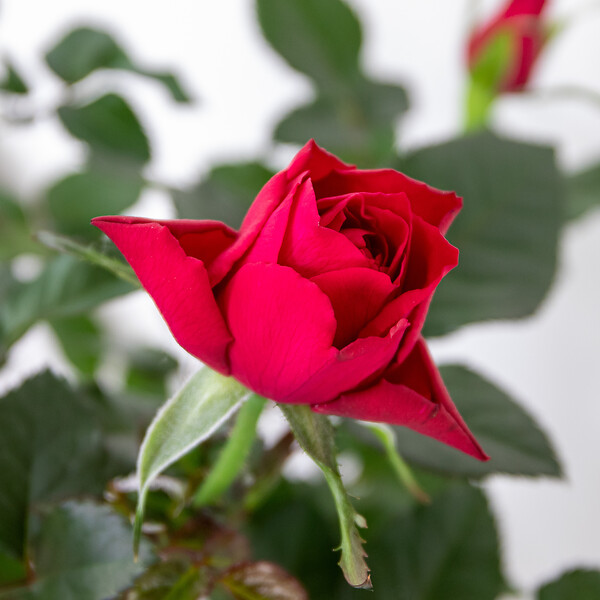 BLOOMIQUE - Lot de 3 - Rosier Nain Rouge - Plantes d’intérieur & extérieur - H. 20-30 cm - P. 12 cm - large
