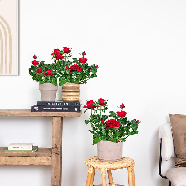 BLOOMIQUE - Lot de 3 - Rosier Nain Rouge - Plantes d’intérieur & extérieur - H. 20-30 cm - P. 12 cm - large