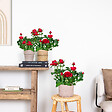 BLOOMIQUE - Lot de 3 - Rosier Nain Rouge - Plantes d’intérieur & extérieur - H. 20-30 cm - P. 12 cm - vignette