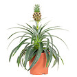 BLOOMIQUE - Ananas Mi Amigo - Ananas décoratif - Plante anti-ronflement - H. 30-40 cm - P. 12 cm - vignette