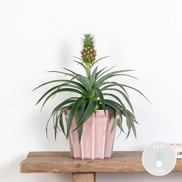 BLOOMIQUE - Ananas Mi Amigo - Ananas décoratif - Plante anti-ronflement - H. 30-40 cm - P. 12 cm - large