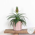 BLOOMIQUE - Ananas Mi Amigo - Ananas décoratif - Plante anti-ronflement - H. 30-40 cm - P. 12 cm - vignette