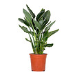 BLOOMIQUE - Strelitzia Reginae - Oiseau de paradis - Fleur de paradis - H. 80-100 cm - P. 24 cm - vignette